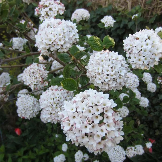Arborix Großblumiger Schneeball Viburnum carlcephalum mit duftenden weißen Blüten im Container, Höhe: 60 bis 80 cm - Bild 1