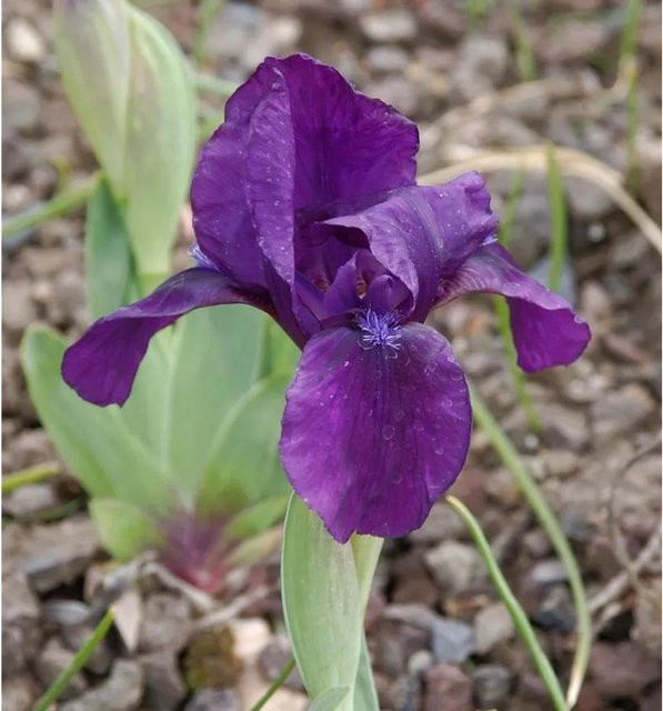 Zwergschwertlilie Hamburger Nacht Iris barbata nana in Lila als Beetpflanze für Steingärten von Nr-01.de - Bild 1