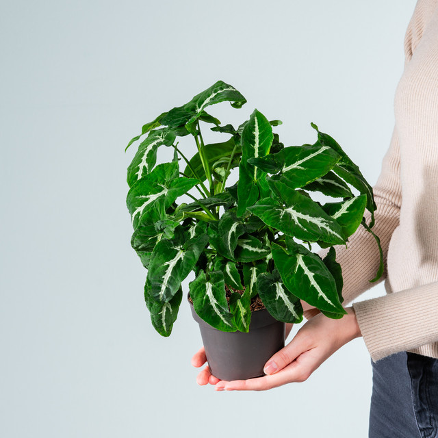 Syngonium Wendlandii Zimmerpflanze von BLUME2000, grüne Kletterpflanze mit weißen Blättern - Bild 1