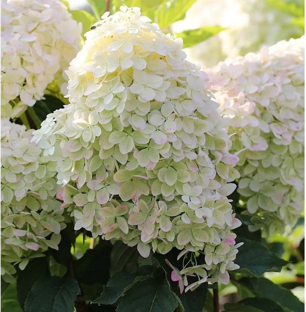 Hochstamm Rispenhortensie Phantom Hydrangea paniculata weiß Nr-01.de Höhe: 80-100 cm - Bild 1