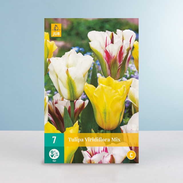 Viridiflora-Tulpen Mix von BLUME2000 mit 7 Zwiebeln für Beet, Balkon und Terrasse - Bild 1