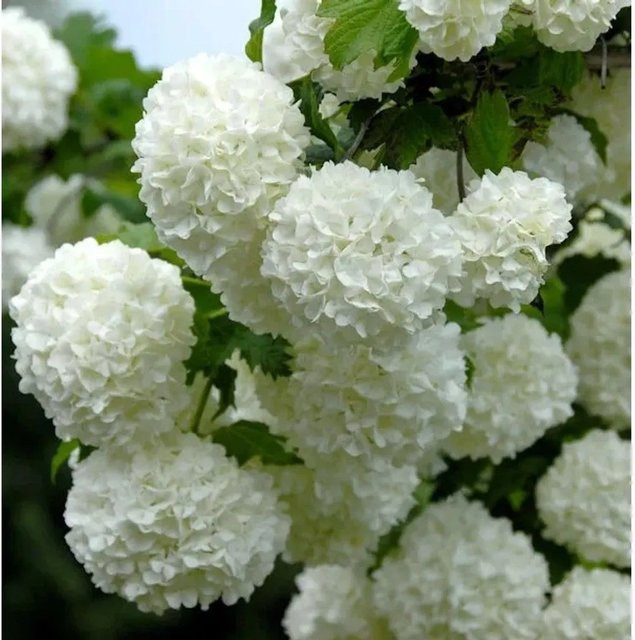 Echter Schneeball Viburnum opulus Roseum als Zierstrauch in Weiß und Pink, Höhe: 60-80 cm - Bild 1