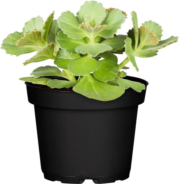 Coleus caninus Zierpflanze von Dackel ab im Topf mit Topf-Durchmesser: 11 cm - Bild 1