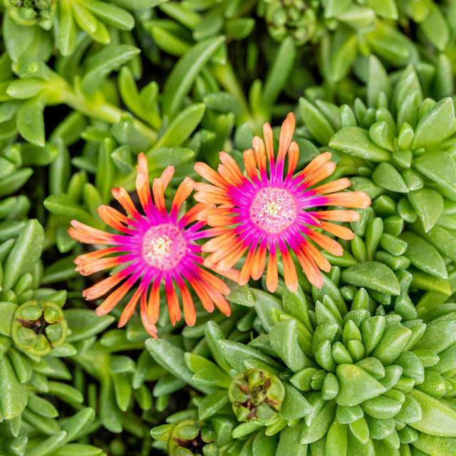 BIO Mittagsblume Delosperma Fire Spinner, 3 Stück - Bild 1