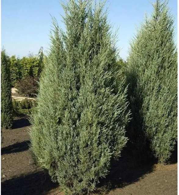 Säulen Wacholder Moonglow Juniperus scopulorum in Blau-Silber-Grün, Höhe: 80-100 cm - Bild 1