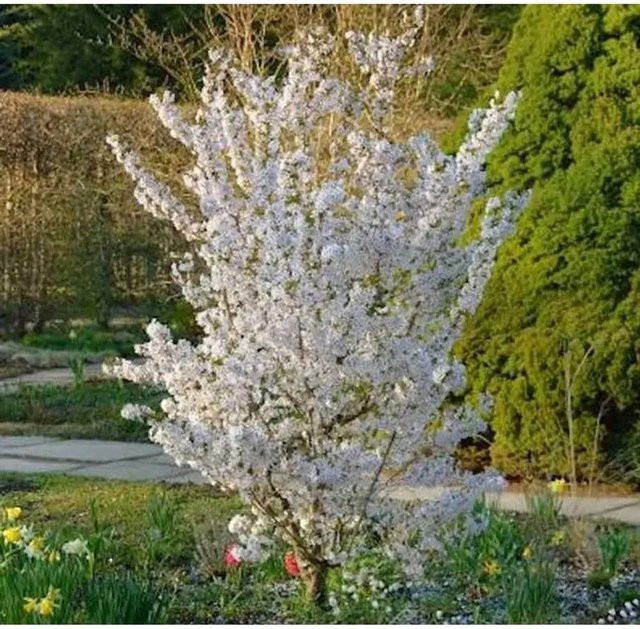 Schlanke Blütenkirsche Spire Prunus hillieri Zierbaum für deinen Garten, Höhe: 125-150 cm - Bild 1