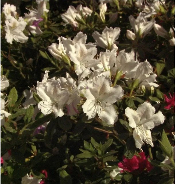 Japanische Azalee Noordtiana Rhododendron obtusum Zwerg Alpenrose von Nr-01.de (20-25 cm) - Bild 1