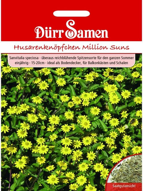 Dürr Samen Husarenknöpfchen Million Suns Einjähriges Saatgut - Bild 1
