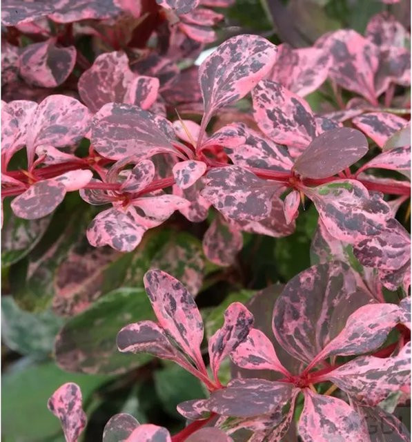 Berberis thunbergii Harlequin Pink Schmuck-, Beet- und Heckenpflanze, Höhe: 40-60 cm - Bild 1