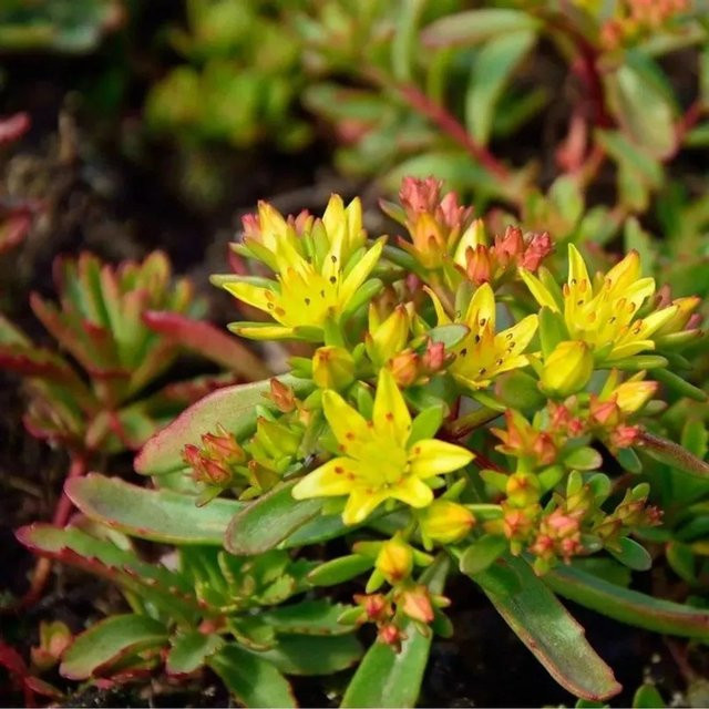 Kamtschatka-Fetthenne Sedum kamtschaticum gelbe Staude zur Dachbegrünung und Beet-Einfassung - Bild 1