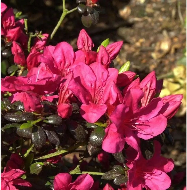 Japanische Azalee Maruschka Rhododendron obtusum Zwerg Alpenrose in Pink, Höhe: 40-50 cm - Bild 1