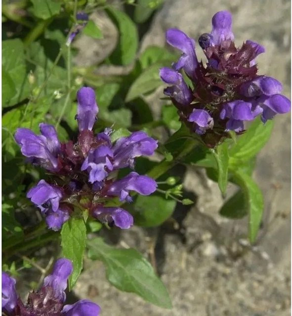 Großblütige Braunelle Prunella grandiflora von Nr-01.de, lila mehrjährige Gartenpflanze als Bodendecker für Steingärten und Naturgärten - Bild 1