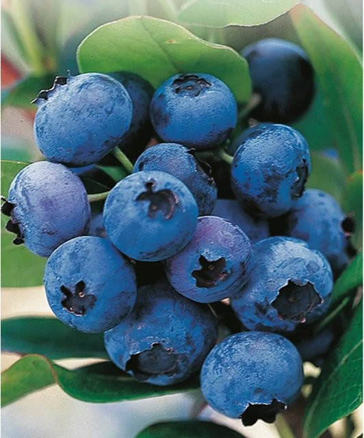 GROW by OBI Heidelbeere Hortblue Petite Vaccinium corymbosum Obstgehölz im Topf, Höhe: 40 - 60 cm - Bild 1