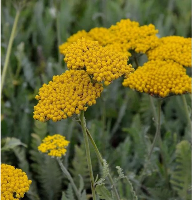 Achillea filipendulina Schafgarbe Hannelore Pahl in Aprikose und Gelb als mehrjährige Gartenpflanze im Topf - Bild 1
