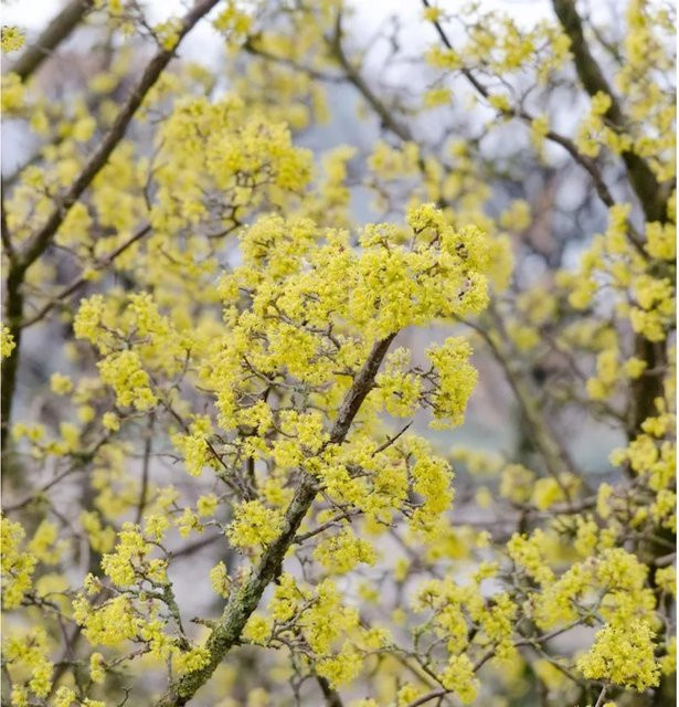Asiatische Kornelkirsche Robins Pride Cornus officinalis gelb Höhe: 125-150 cm von Nr-01.de - Bild 1