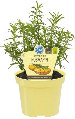 Blu Rosmarin Rosmarinus officinalis im Topf Durchmesser: 12 cm
