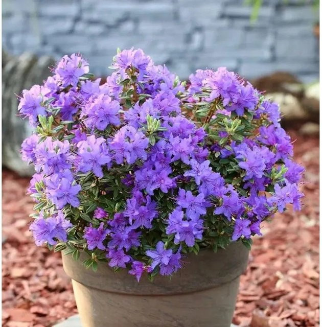 Zwerg Rhododendron Purple Pillow Rhododendron russatum Alpenrose in Purple - Bild 1