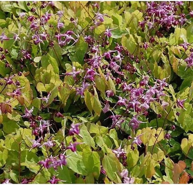 Epimedium grandiflorum Elfenblume Rubinkrone Stauden Bodendecker in Rot und Pink von Nr-01.de - Bild 1
