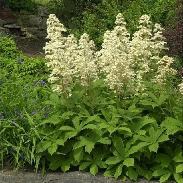 Rodgersia aesculifolia Kastanienblättriges Schaublatt Dauerblühende Gartenstaude - Bild 1