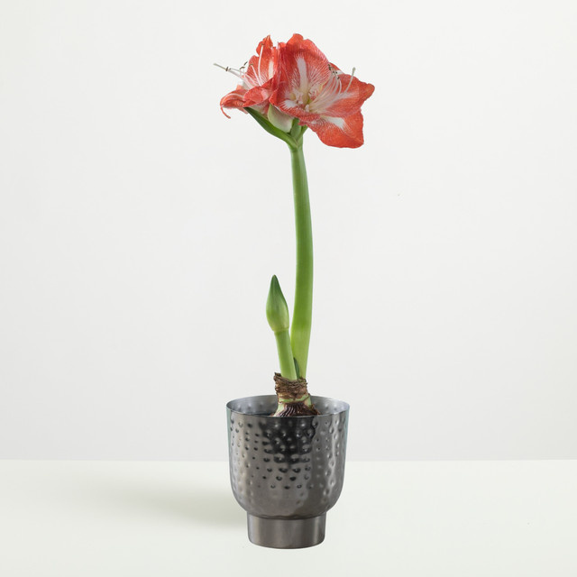 Amaryllis Exotic Striped Blume2000 in Rot und Weiß - Bild 1