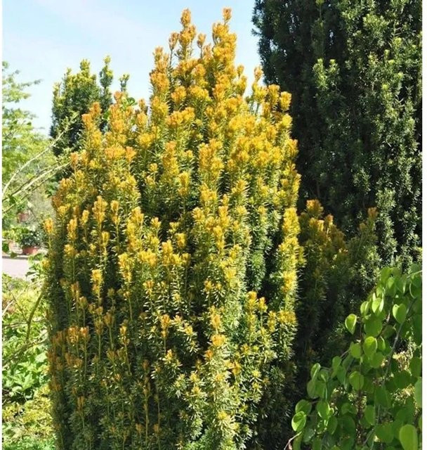 Eibe Germers Gold Taxus baccata in Gelb, Höhe: 25-30 cm - Bild 1