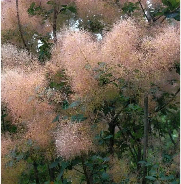 Perückenstrauch Cotinus coggygria Magical Torch in Orange und Rot von Nr-01.de - Bild 1