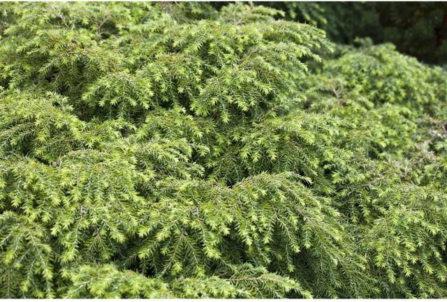 Tsuga Canadensis Nana Zwerg-Hemlocktanne Kompakt, grüne Konifere für den Garten - Bild 1