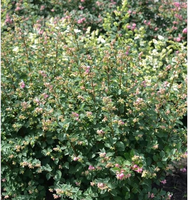 Hochstamm Schneebeere Symphony Rave Symphoricarpos in Weiß und Rosa, Höhe: 80-100 cm - Bild 1