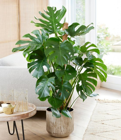 Monstera Fensterblatt in Grün, Höhe: 60-70 cm, Topf-Durchmesser: 19 cm
