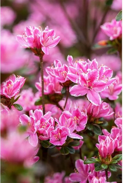 Rhododendron Obtusum Kermesina Zierstrauch mit rosa Blüten für Garten und Außenbereich, Höhe: 40–50 cm - Bild 1