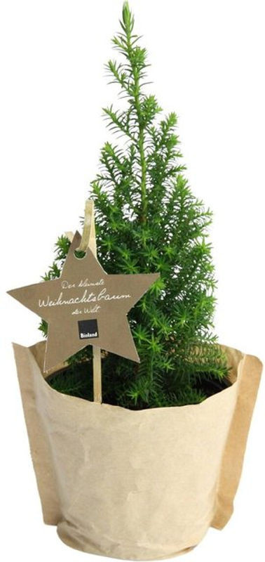Living Bio Weihnachtsbäumchen Zypresse in Grün als Topfpflanze zur Weihnachtsdekoration - Bild 1