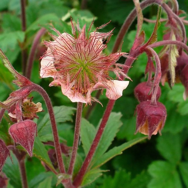 6er Set Arborix Bach-Nelkenwurz Geum rivale als mehrjährige Gartenpflanze mit braunroten Blüten im 9 cm Topf - Bild 1