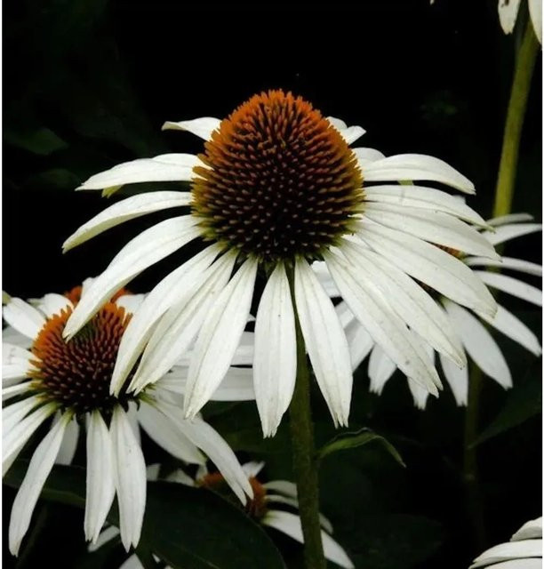 Echinacea purpurea Sonnenhut in Weiß als mehrjährige Gartenpflanze - Bild 1