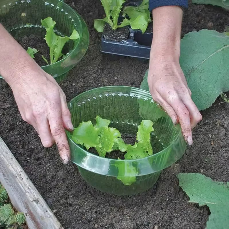 6/8 Stück Schneckenkragen Pflanzenschutzkragen in Grün zur Schneckenabwehr und Wasserersparnis für deinen Gemüsegarten - Bild 3