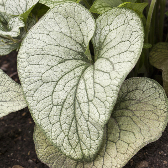 Brunnera macrophylla Kaukasus-Vergissmeinnicht von BLUME2000 – Pflegeleichte mehrjährige Bodendecker-Pflanze für Schattenbeete, Teichränder und Kübel - Bild 1