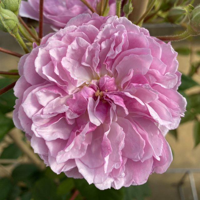 Ramblerrose Romantic Siluetta in Rosa als Kletterrose für Garten und Balkon - Bild 1