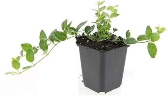 Exotenherz Vinca Minor Ralph Shugert Bodendecker Kleinblättriges Immergrün Set mit 6 Pflanzen im 9cm Topf - Bild 1