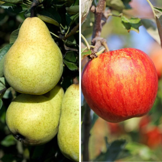 Bio Apfel und Birne Set mit 2 Pflanzen - Bild 1