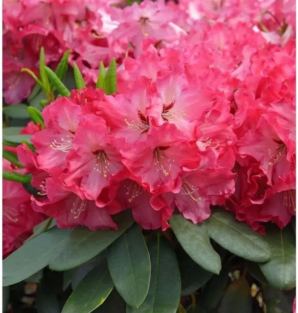 INKARHO Rhododendron Tripsdrill Alpenrose pink, großblumiger Strauch für den Außenbereich - Bild 1