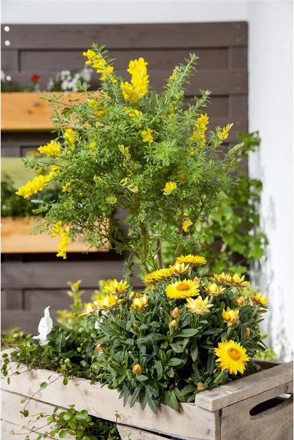 Schwarzginster Cytisus Nigricans mit gelben Blüten von Pflanzen für dich, Höhe: 40–60 cm - Bild 1