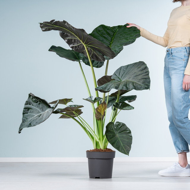 Alocasia Regal Shield Zimmerpflanze von BLUME2000 in Grün - Bild 1