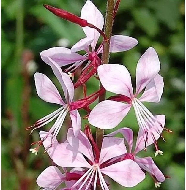 Prachtkerze Summer Breeze Gaura lindheimeri als mehrjährige Staude für deinen Garten - Bild 1