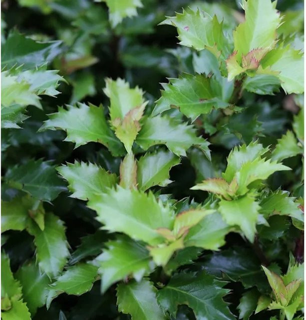 Hochstamm Stechpalme Ilex Little Rascal Ilex meserveae von Nr-01.de - Bild 1