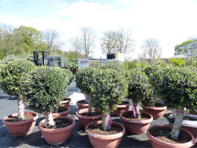 Winterharte Kugel-Olive Olea Europaea als Bonsai in knorriger Form, Höhe: 140 - 170 cm - Bild 1
