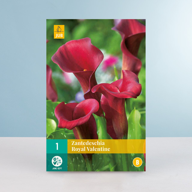 Calla Royal Valentine Wurzel von BLUME2000 - Bild 1