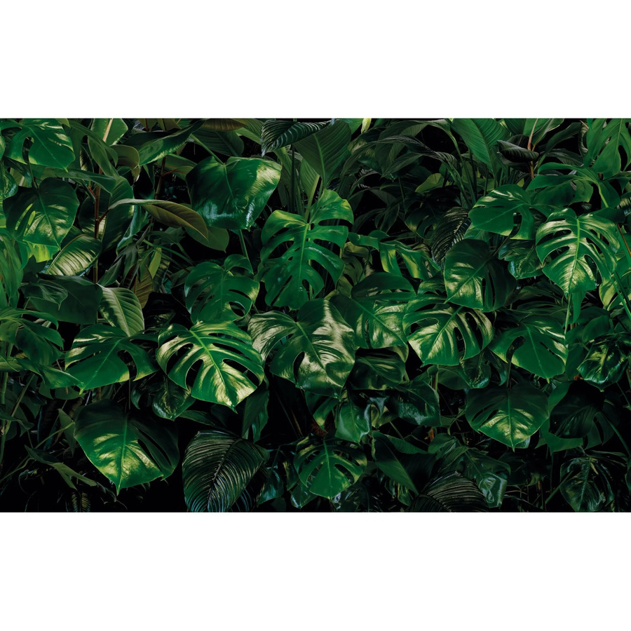 Komar Fototapete Vlies Tropical Wall B: 400 cm, H: 250 cm - Bild 2