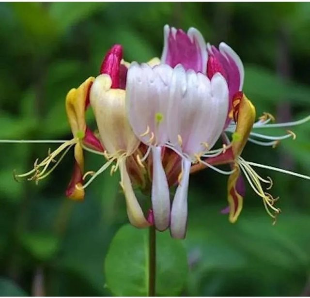 Lonicera heckrottii Geißschlinge America Beauty rankende Pflanze multicolor - Bild 1