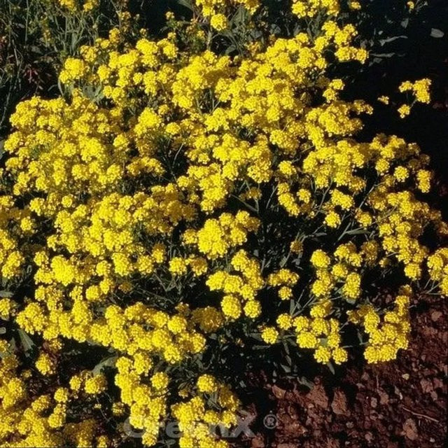 Aurinia Steinkraut Compactum Goldkugel - Alyssum saxatile gelbe Staude für Garten und Kübel - Bild 1