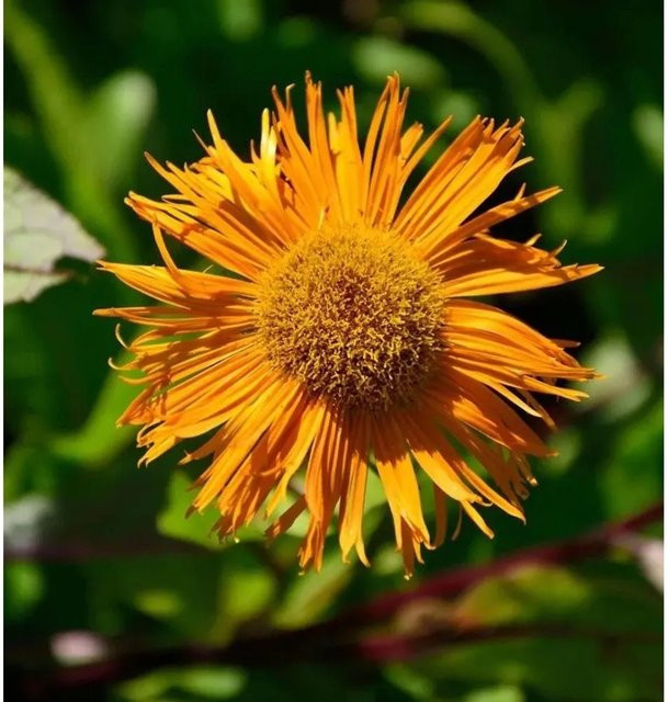 Inula orientalis Grandiflora Orientatlant - Gelbe Staude von Nr-01.de - Bild 1