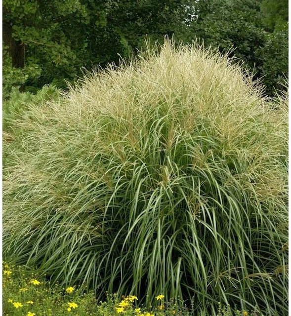 Miscanthus sinensis Chinaschilf Yakushima Dwarf im XXXL Topf von Nr-01.de, grün, mehrjährig - Bild 1